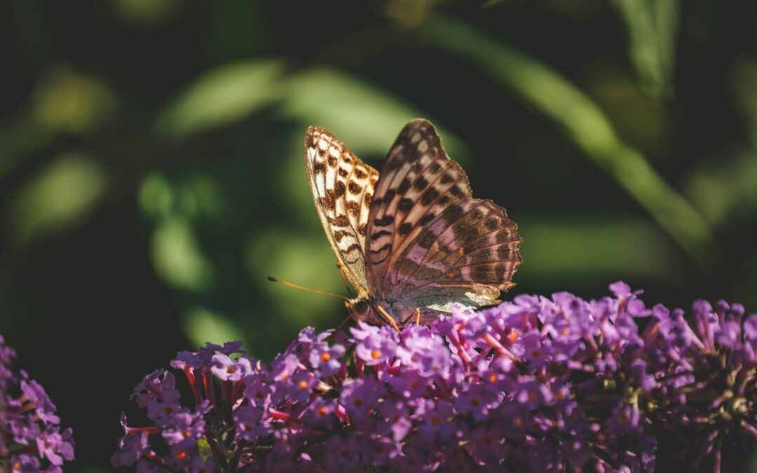 How to Attract Butterflies to Your Backyard