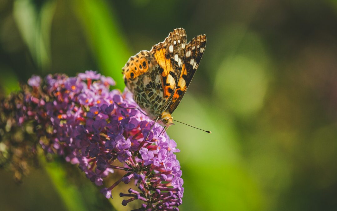 The Simple Ways to Design a Butterfly Garden: A Brief Guide