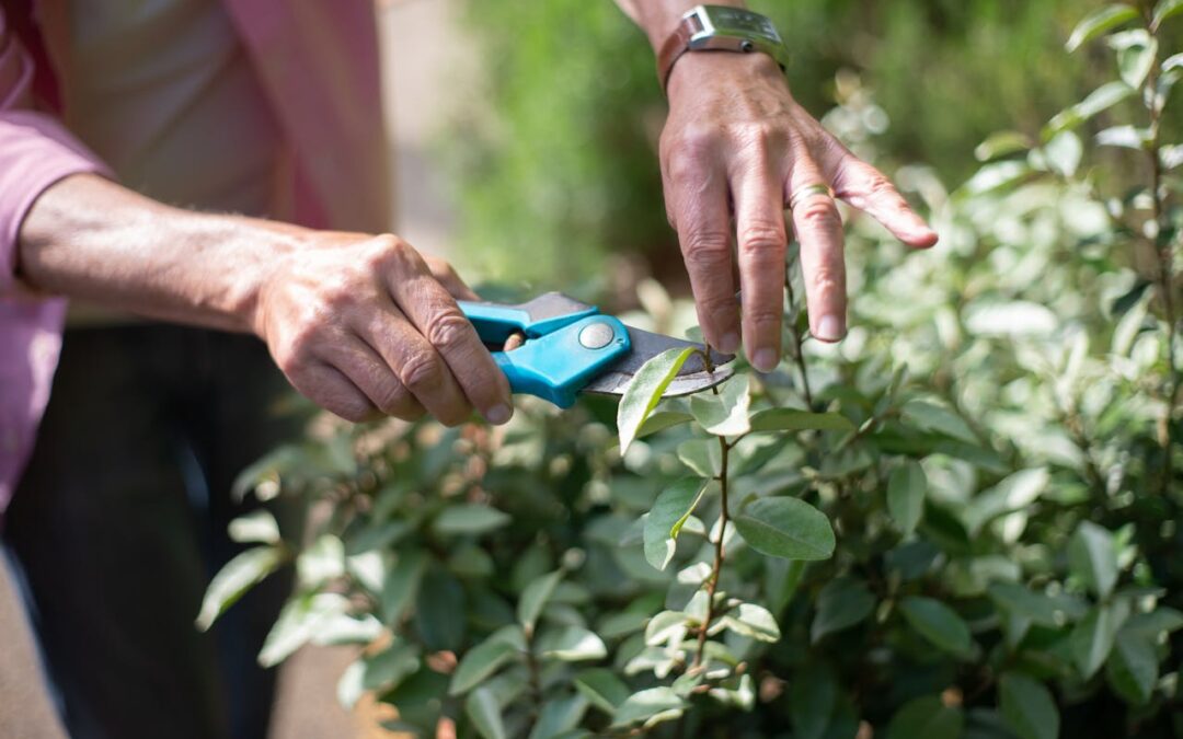 How to Prune Plants and Shrubs After Winter to Encourage Growth