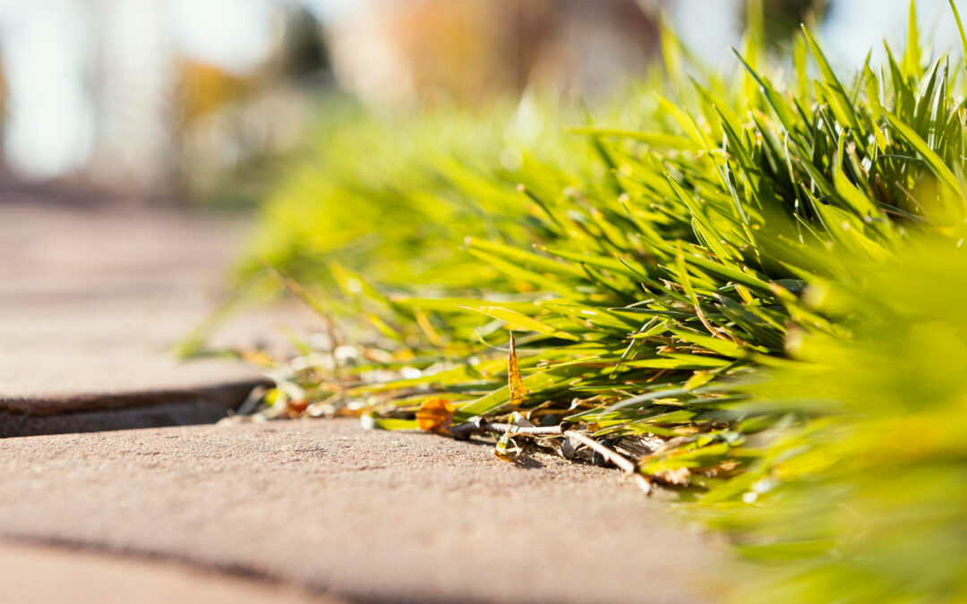 Spring Weed Control