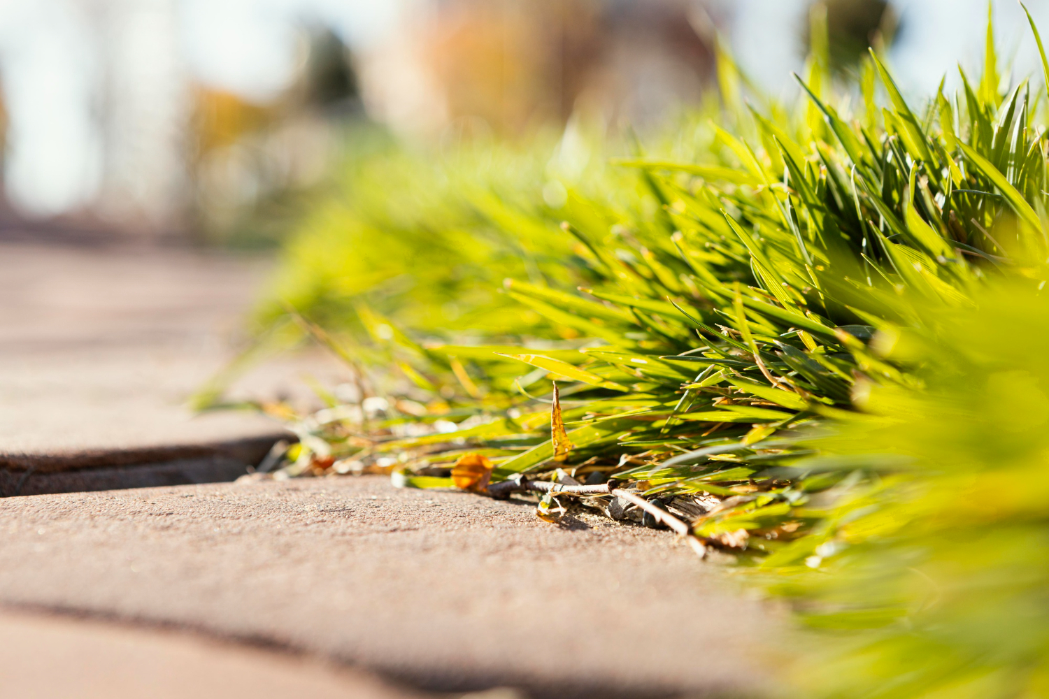 Exploring Spring Weed Control Techniques for Your Yard
