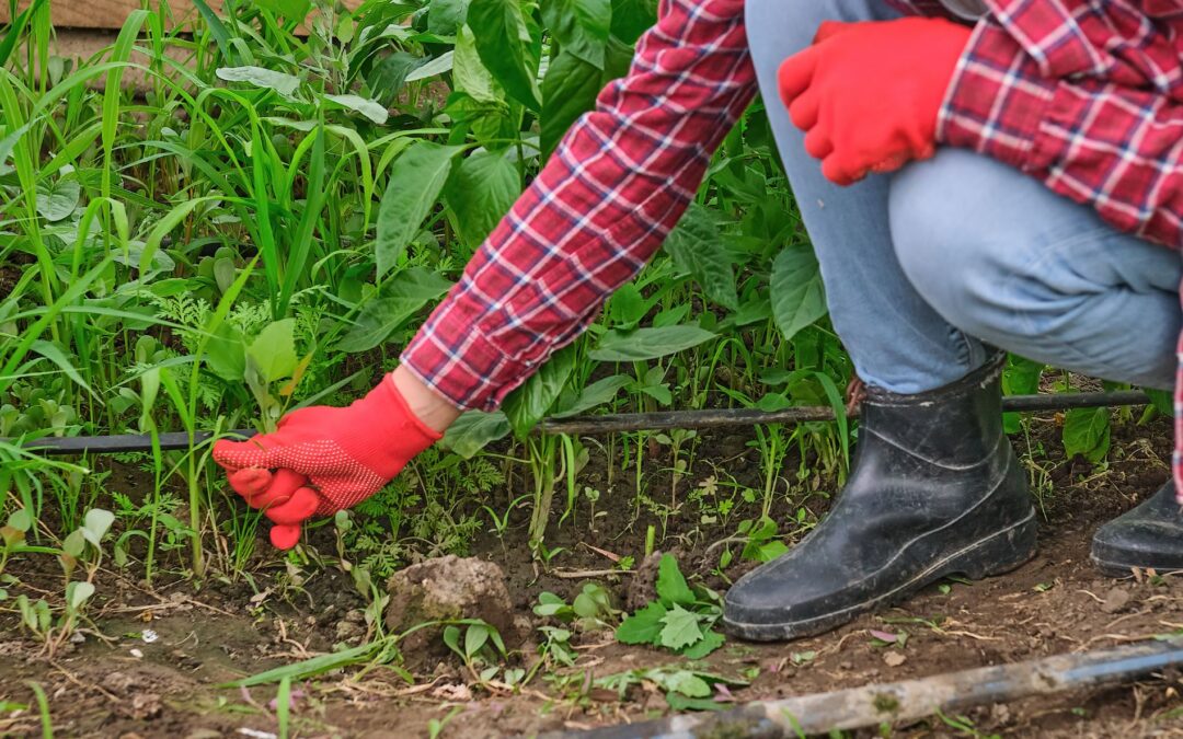 weed control