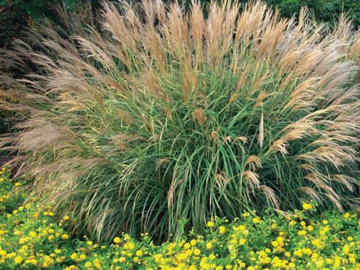 Adagio Grass