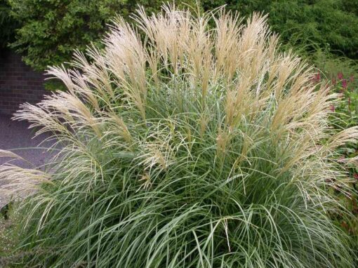 Dwarf Hamlin Grass
