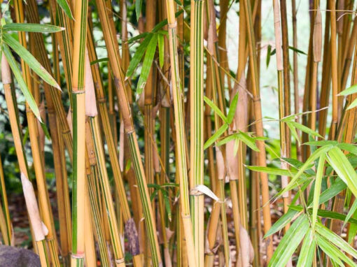 Alphonse Karr Clumping Bamboo