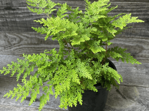 Arborvite Fern