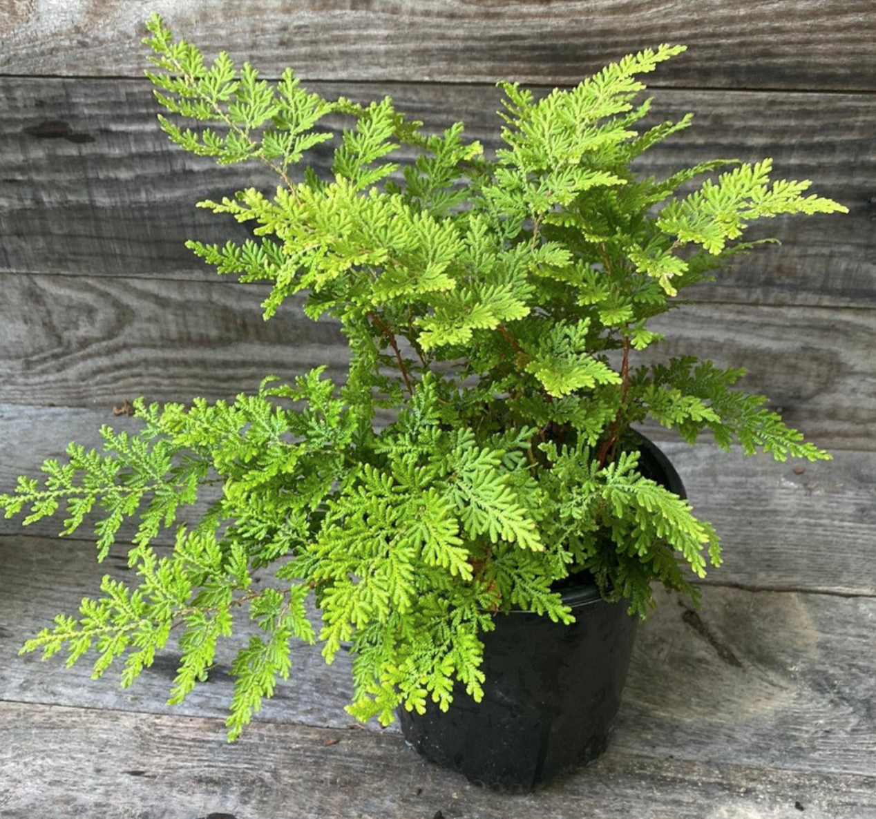 Arborvite Fern