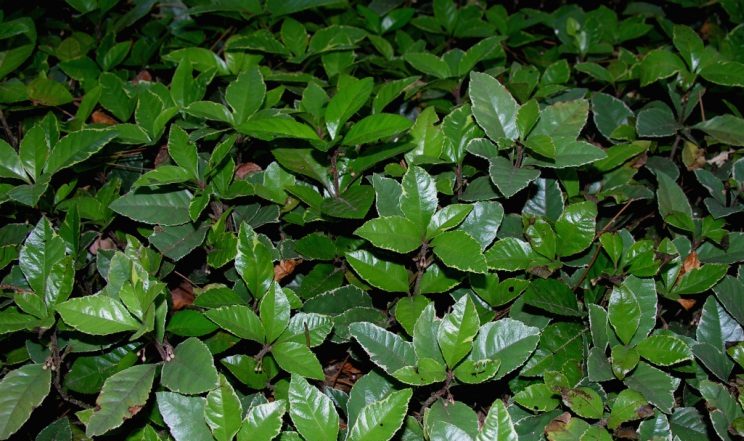Ardesia