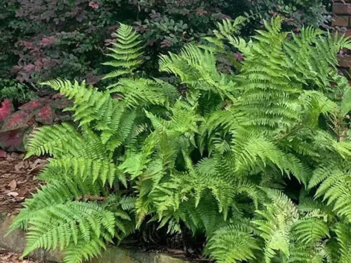 Autumn Fern