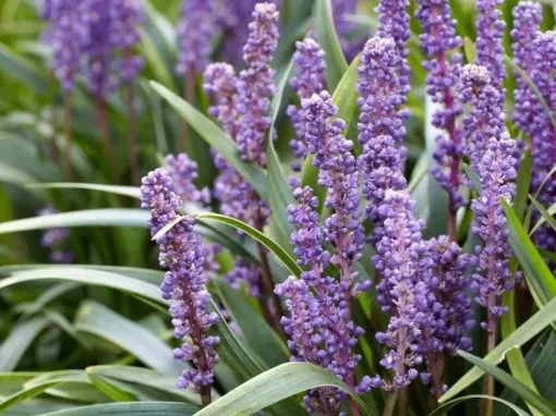 Big Blue Liriope