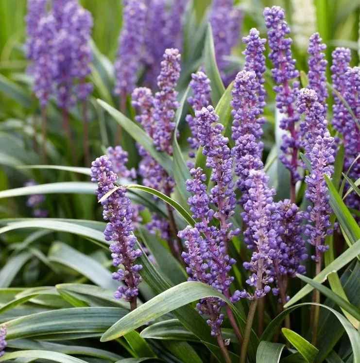 Big Blue Liriope