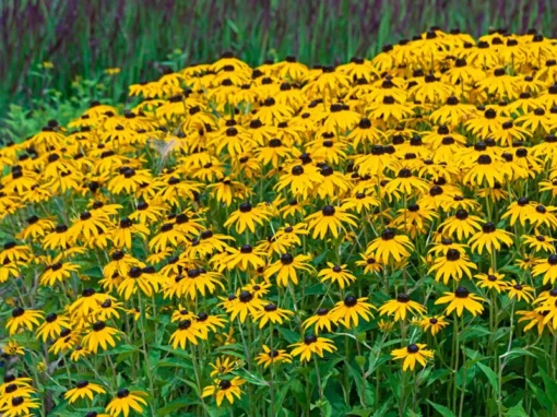 Black Eyed Susan