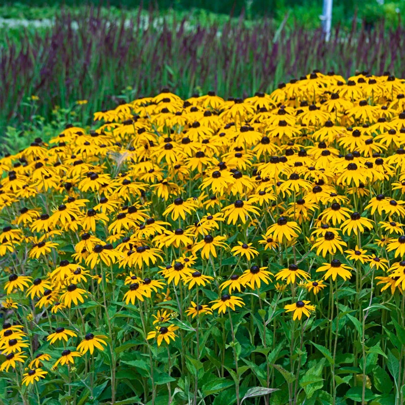 Black Eyed Susan