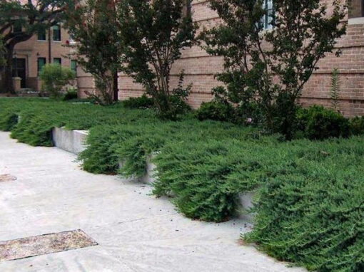 Blue Pacific Juniper