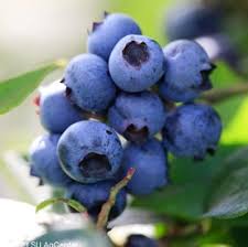 Blueberry