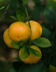 Meyer Lemon