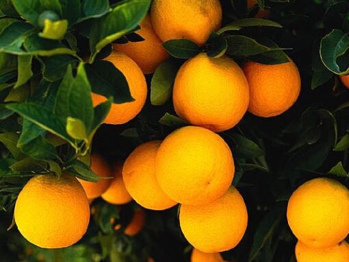 LA. Sweet Orange