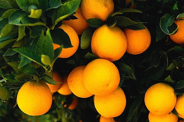 Citrus Orange (LA Sweet)