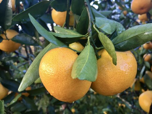 Owari Satsuma