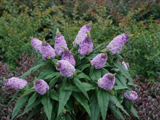 Dwarf Butterfly Bush