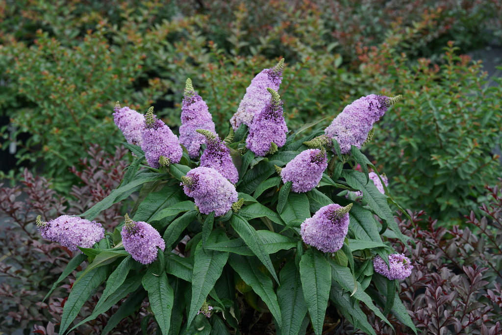 Dwarf Butterfly Bush