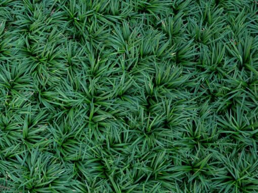 Dwarf Mondo Grass
