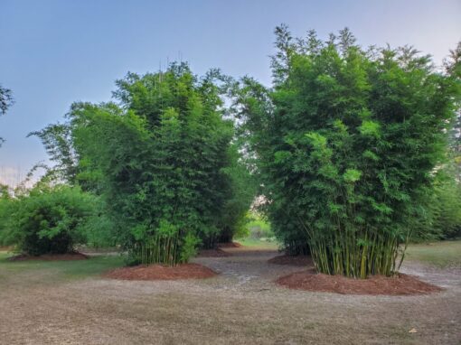 Fernleaf Clumping Bamboo