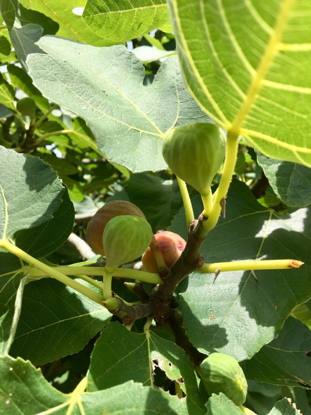 Fig Tree