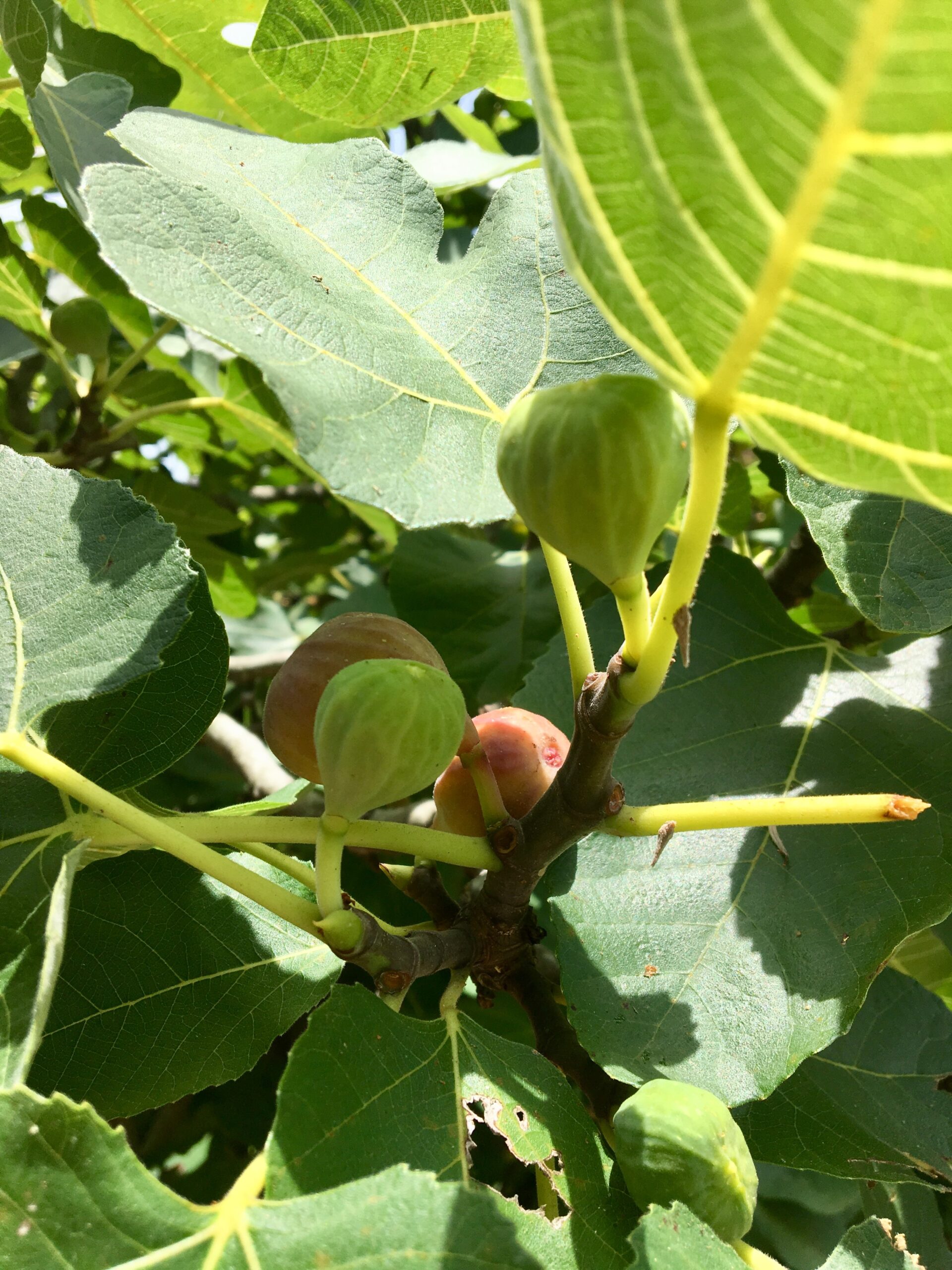 Fig Tree