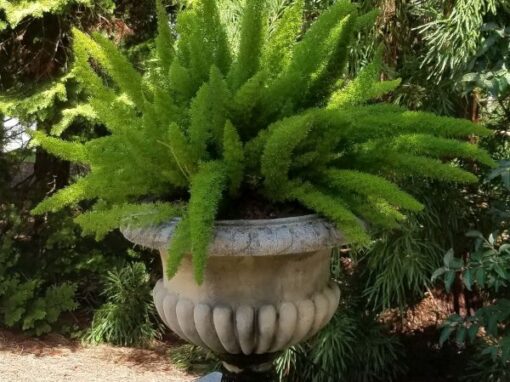 Foxtail Fern