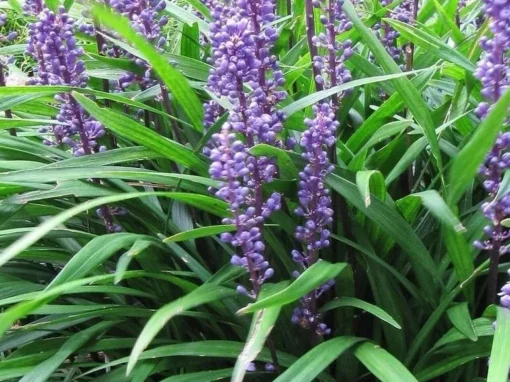 Giant Liriope