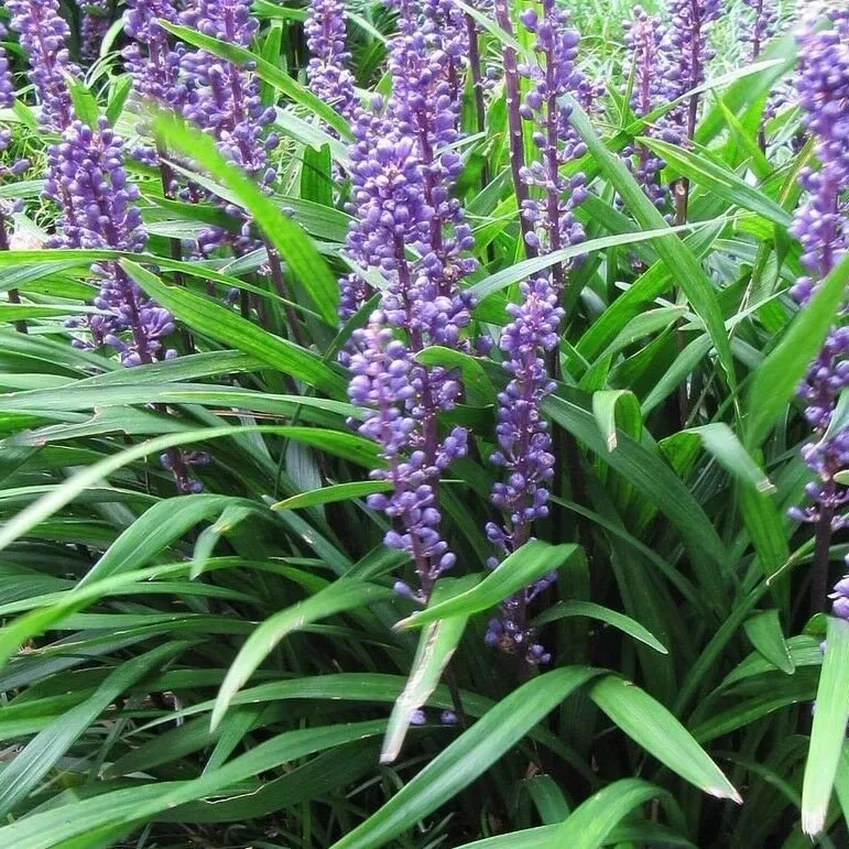 Giant Liriope