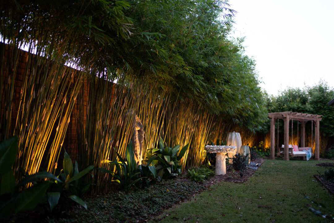 Graceful Clumping Bamboo