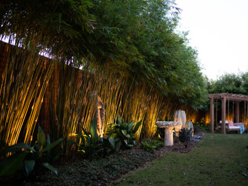 Graceful Clumping Bamboo