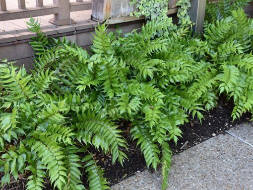 Holly Fern