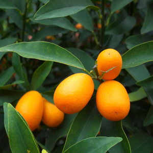Meiwa Kumquat, Sweet Kumquat