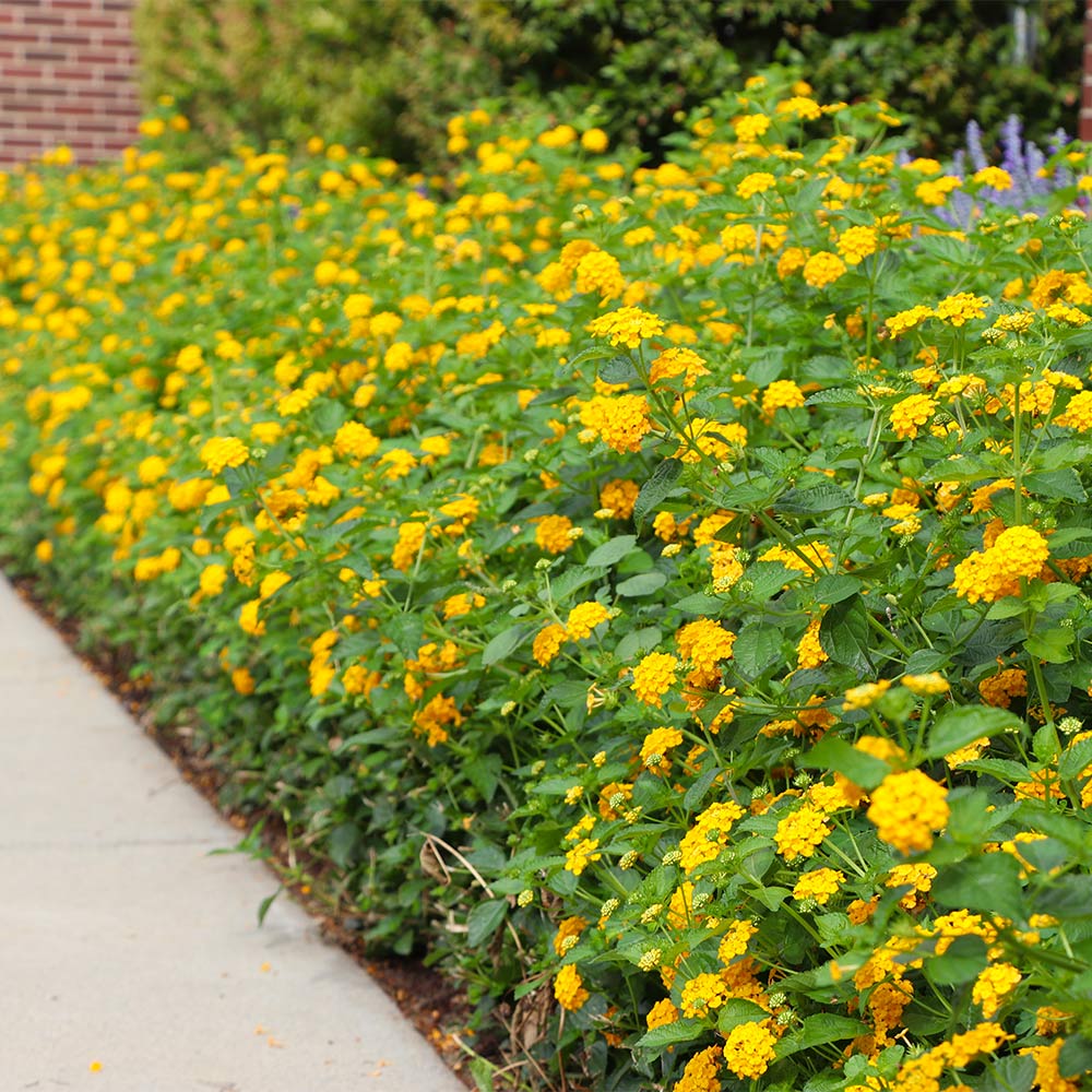 Lantana
