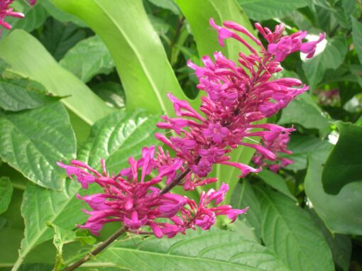 Firespike Lavender
