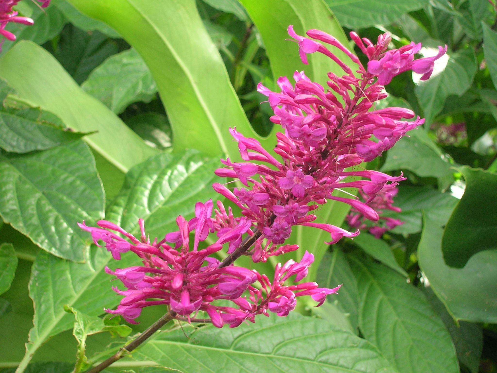 Lavender Firespike