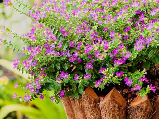 Mexican Heather