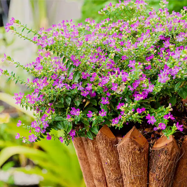 Mexican Heather