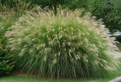 Mescanthus Grass