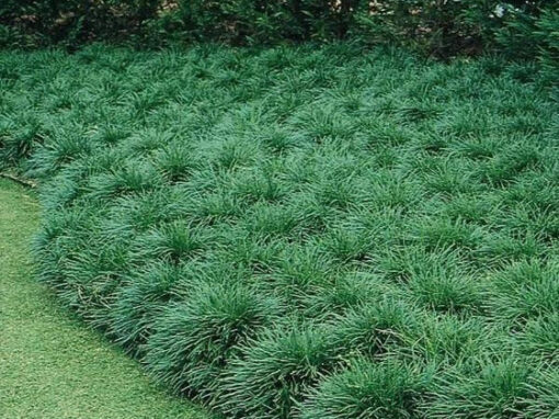 Monkey Grass