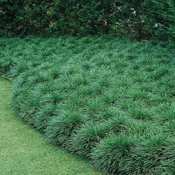 Monkey Grass