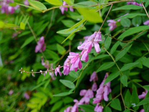 Pink Indigo
