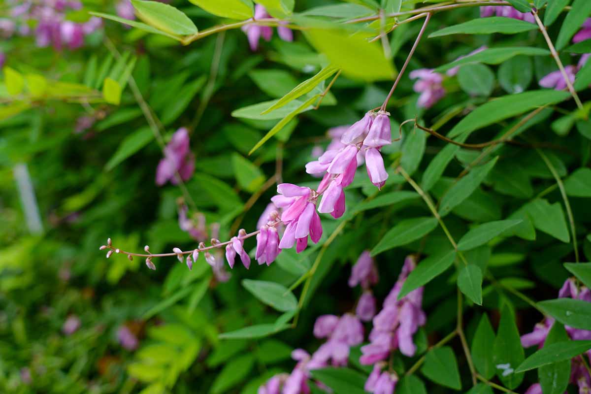 Pink Indigo