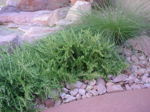 Prostrate Rosemary