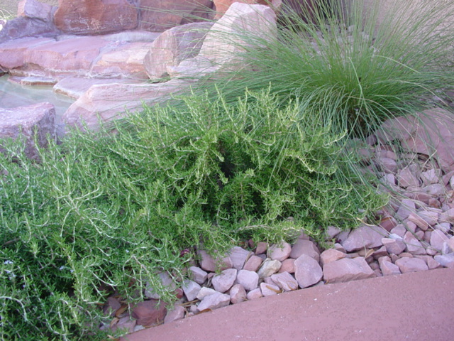 Prostrate Rosemary