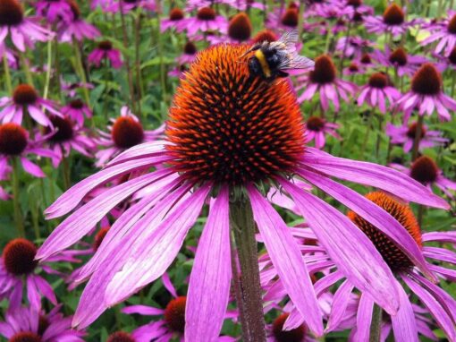 Purple Cone Flower