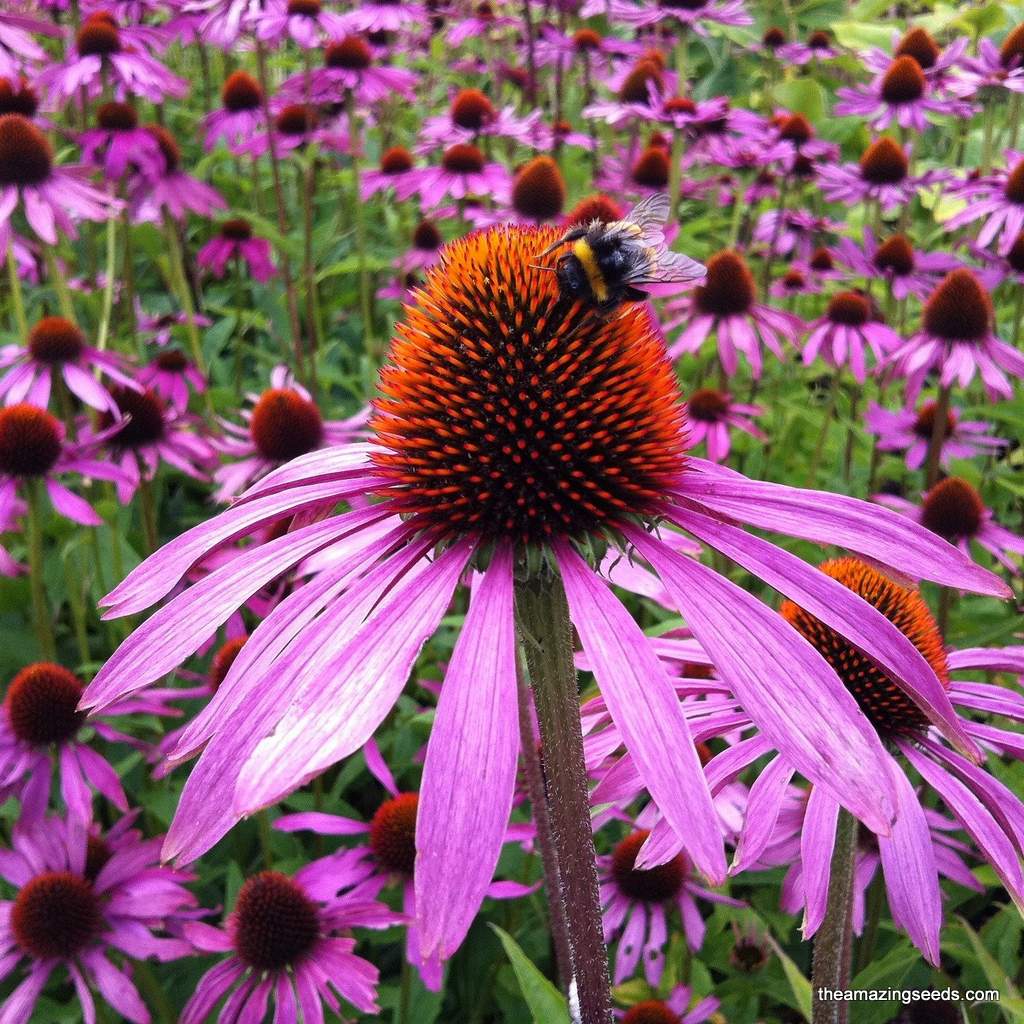 PurpleConeflower x